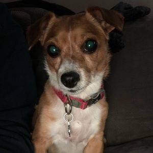 Meet your Posher, Francis